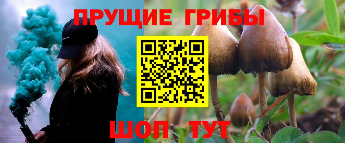 Псилоцибиновые грибы Psilocybe Лосино-Петровский